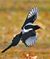 Patrick_Magpie
